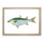 Mullet Fish by Edward Donovan - Picture Frame Painting Print-55580877-55580878