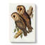 Masked Barn Owls by Elizabeth Gould - Wrapped Canvas-55363042