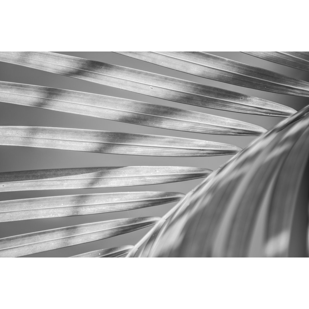 Palm Leaf Black And White von MRaust - Kunstdrucke auf Leinwand