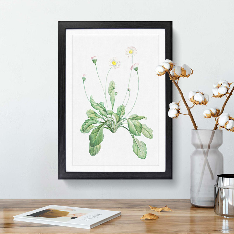 Daisy Flowers by Pierre-Joseph Redoute - Picture Frame Painting Print, 36cm H x 27cm W x 2cm D, Black Framed