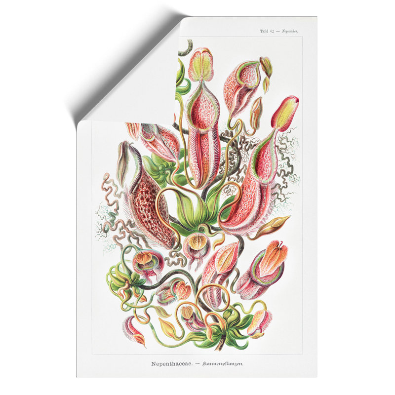 Pitcher Plants by Ernst Haeckel - No Frame Painting, 59cm H x 42cm W x 0.1cm D