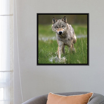 « louping through water, north america », impression sur toile