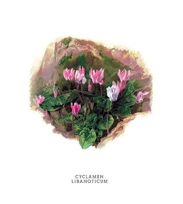 « cyclamen libanoticum » par h.g. moon, reproduction d’art