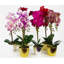 Anneus 50cm Plant