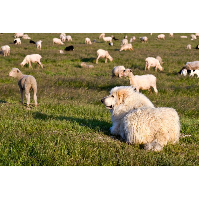 «Guarding the Flock» par Dmu - photographie sur toile tendue, L 18 po x H 12 po