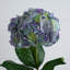 30 po Fleurs d'hortensia artificielles, ensemble de 3-615439915