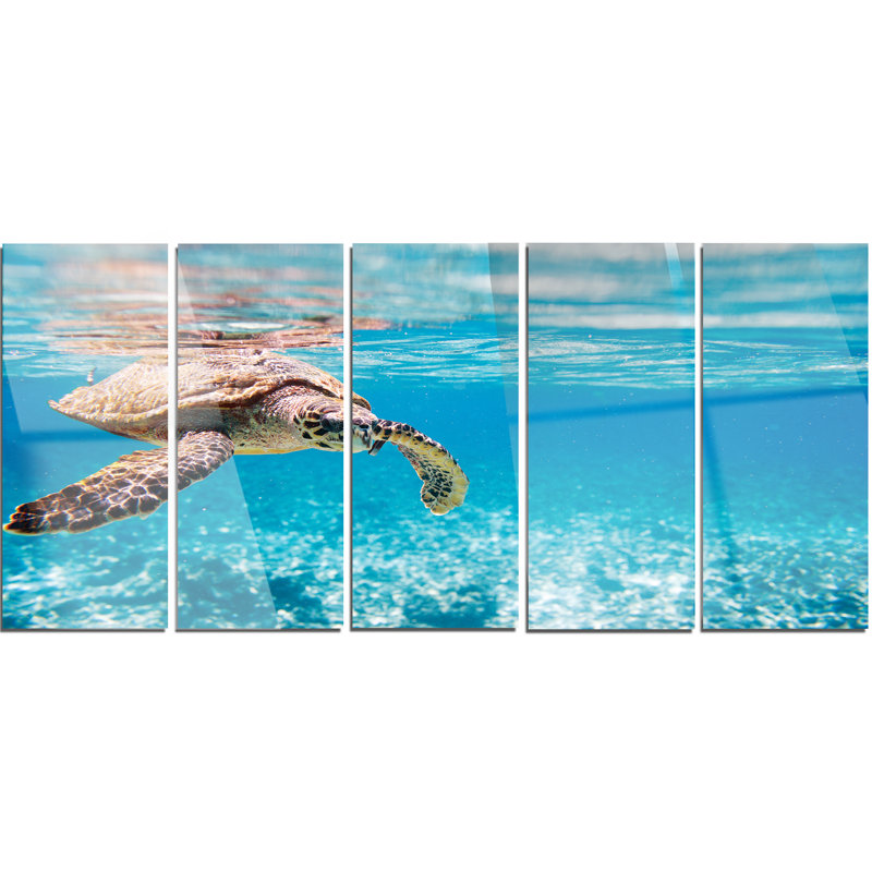 Design Art " Large Hawksbill Sea Turtle " 5 - Pieces