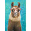 Lama adorable - Animaux turquoise encadrés, décoration sur toile
