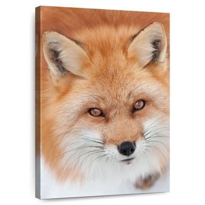 Renard roux moelleux Brampt