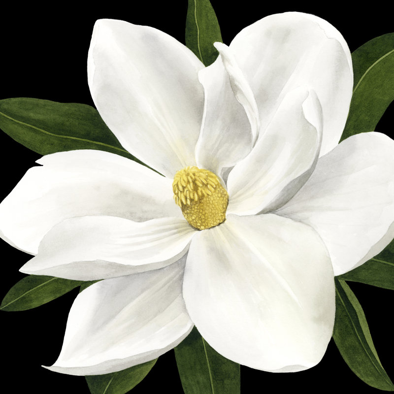 Midnight Magnolia II by Grace Popp - Wrapped Canvas Print, 76cm H x 76cm W