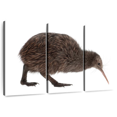 Brampt Kiwi Bird