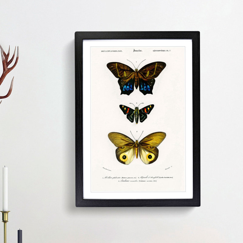 Butterfly Illustrations PL. 7 by Charles d' Orbigny - Picture Frame Graphic Art Print, 65cm H x 48cm W x 2cm D, Black Framed