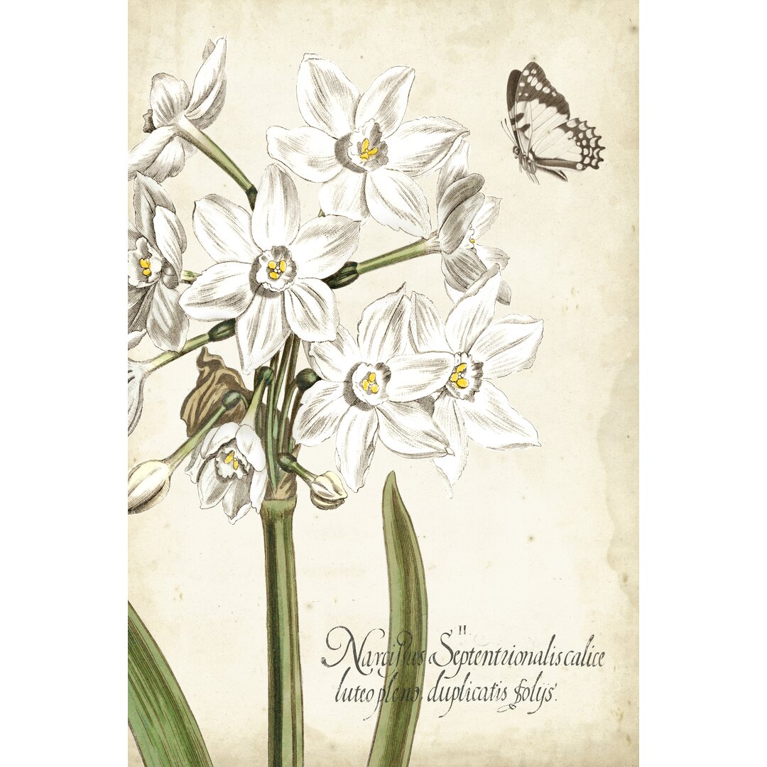 Leinwandbild Narcissus Botanique I