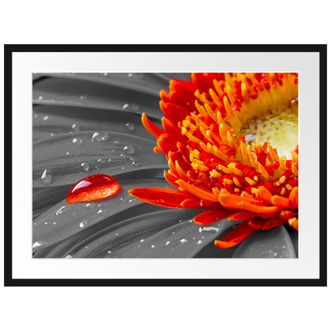 Gerahmtes Poster Wassertropfen auf Gerbera