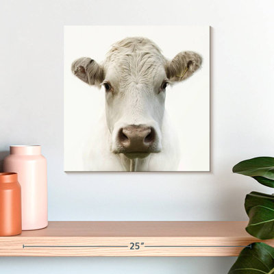 Charolais Cow