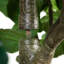 13ft. Artificial Fiddle Leaf Fig Tree