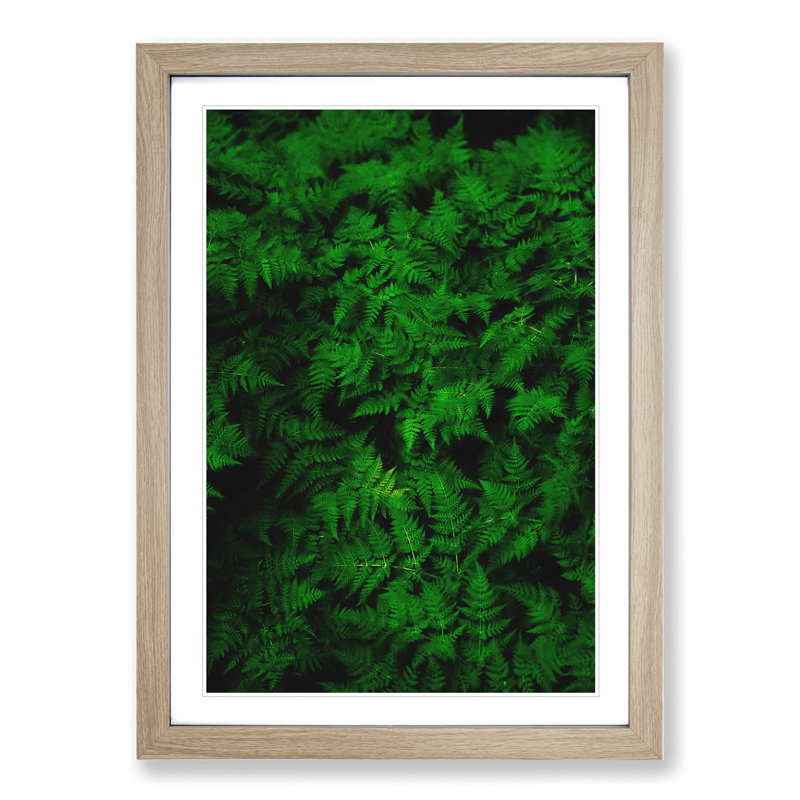 Fern Leaves Vol.3 - Framed Print, 36cm H x 27cm W x 2cm D, Oak Framed