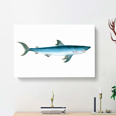 Porbeagle Shark by Edward Donovan - Wrapped Canvas Print