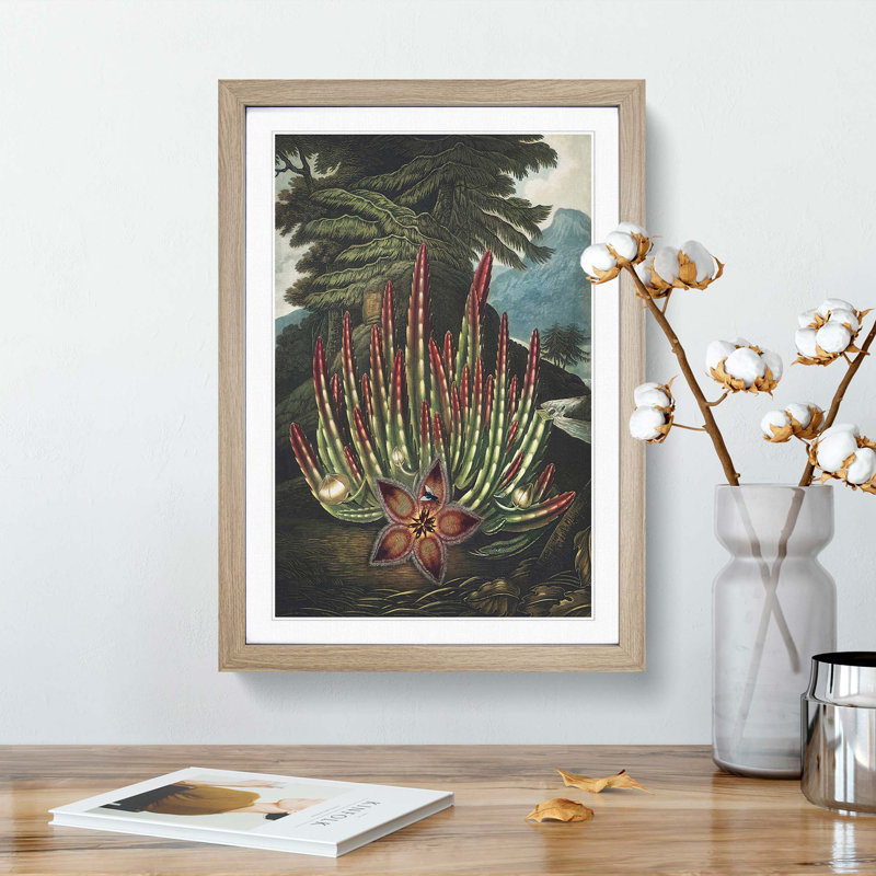 Stapelia Plant by R.J. Thornton - Framed Print, 65cm H x 48cm W x 2cm D, Oak Framed