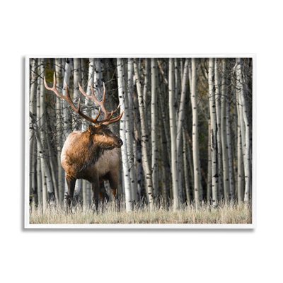 «Elk Looming Out Birch Trees», photographie de forêt animalière surdimensionnée, art numérique sur estampe numérique par Danita Delimont