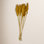 Clerkin Botanical Stems