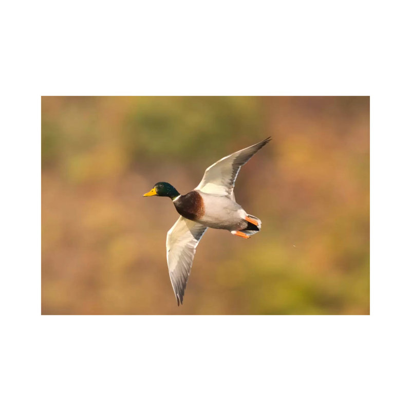 Mallard Male Flying, Kellogg Bird Sanctuary, Michigan 1 Piece Wrapped Canvas Wall Art, 101.6 cm H x 66.04 cm W x 1.91 cm D