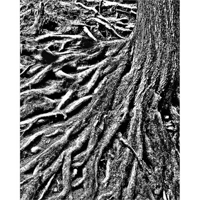 " River Of Roots " by Toula Mavridou-Messer