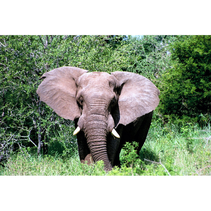 Great African Elephant by Mkf - No Frame Art Prints on Canvas, 81cm H x 122cm W