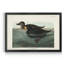 American Scoter Duck - reproduction d'art sur toile-377241493-377241492