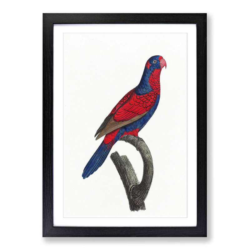 Red-and-Blue Lory by F. Levaillant - Picture Frame Painting Print, 65cm H x 48cm W x 2cm D, Black Framed