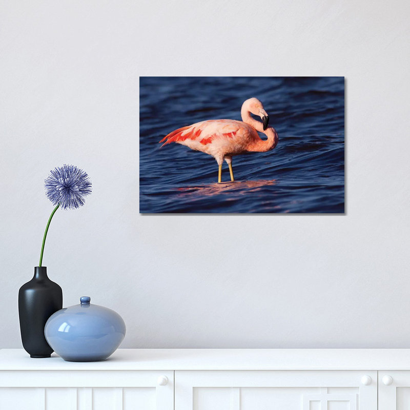 Chilean Flamingo, Pedro Luro, Argentina by Agustin Esmoris - Wrapped Canvas Print, 30.48 cm H x 45.72 cm W