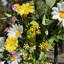 Couronne de printemps ensoleillée et marguerite jaune