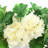 Hydrangeas and Ivy in Ceramic Vase