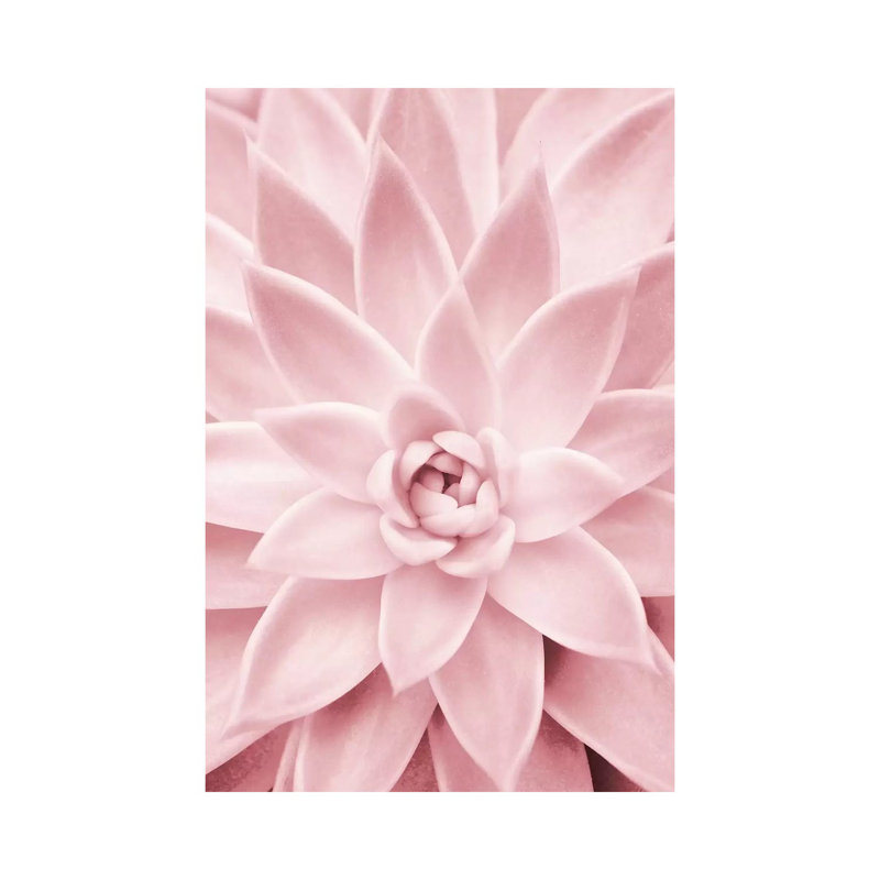 «Pink Succulent» par Sissi et Seb - photographie sur toile tendue, H 18 po x l 12 po x 1,5 po