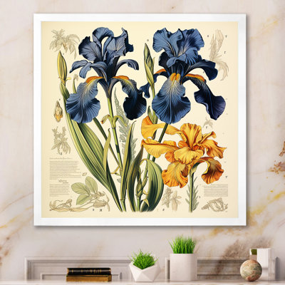 Illustration rétro - iris bleus