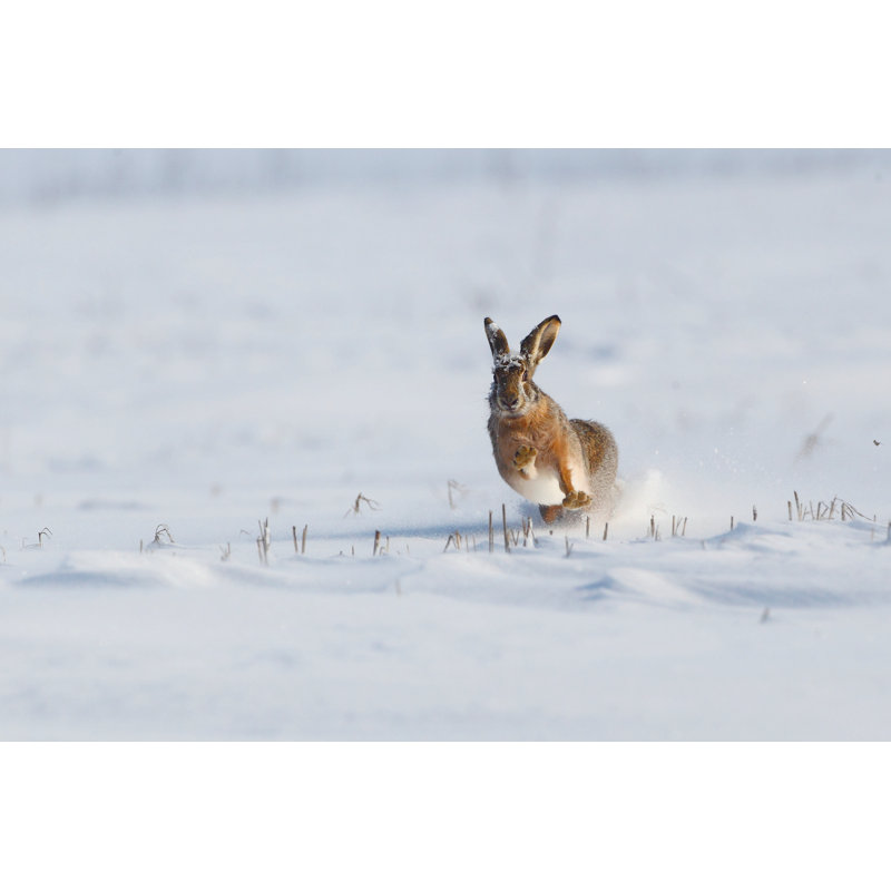 Wild Rabbit Running by Silviumatei - Wrapped Canvas Print, 81cm H x 122cm W