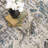 Oriental Indoor Rug-732825558