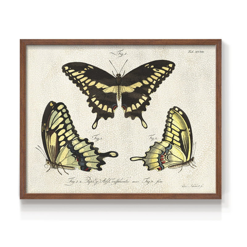 «Crackled Butterflies I», reproduction encadrée, H 8 po x l 10 po, Noyer