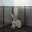 Pineville Hamster Hutch-1879508314