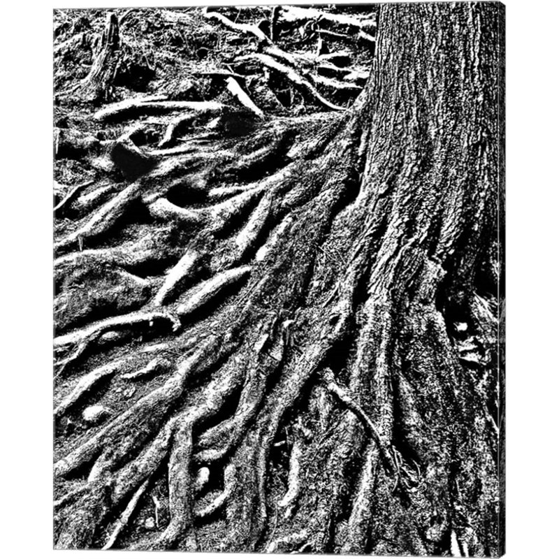 «River of Roots» par Toula Mavridou-Messer, art mural sur toile