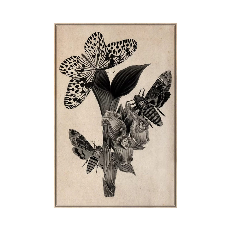 Butterflies Scientific Drawing by Unknown Artist - Wrapped Canvas Print, 30.48 cm H x 45.72 cm W