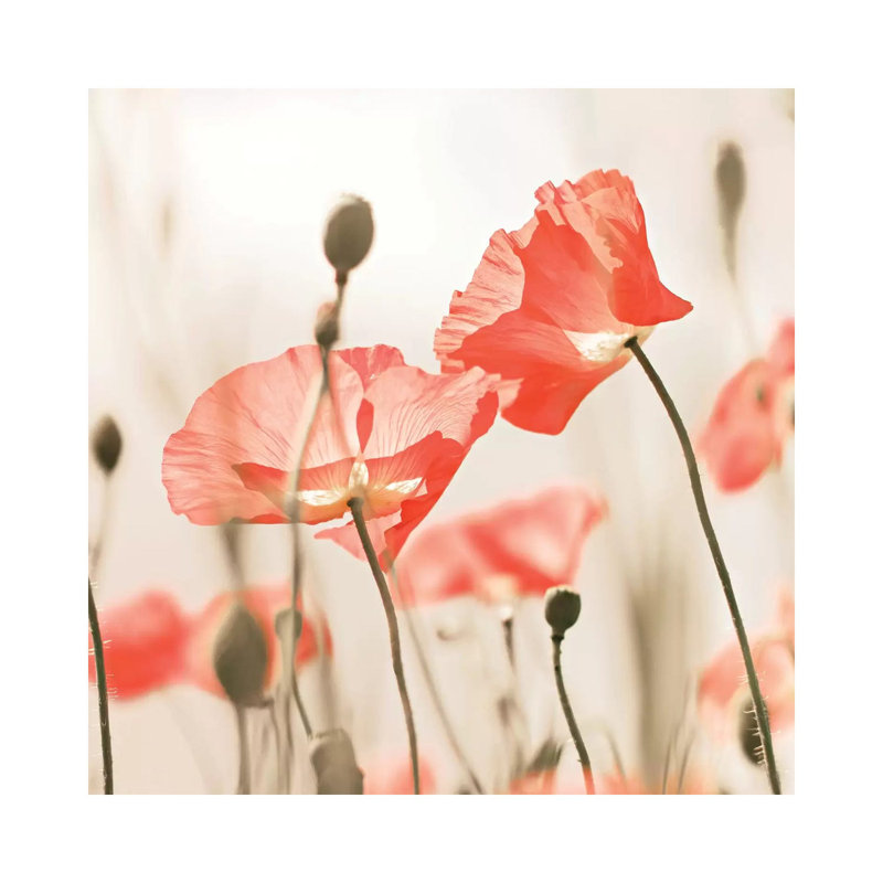 Poppy Flowers Peach Square by Monika Strigel - Wrapped Canvas Print, 30.48 cm H x 30.48 cm W