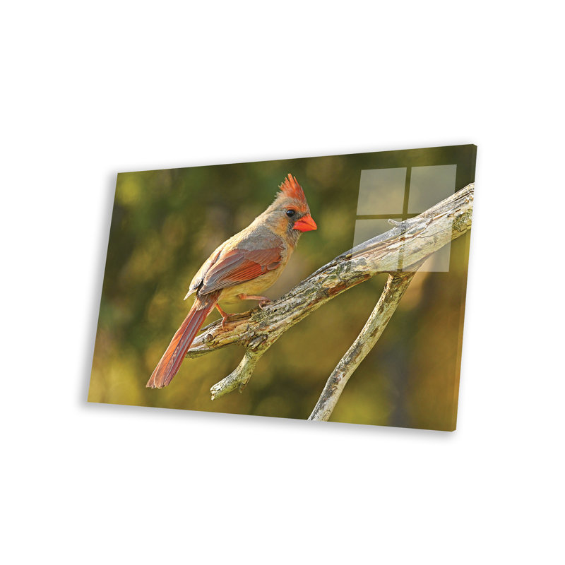 " Northern Cardinal Female " Painting