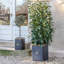  Planter