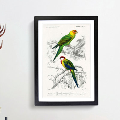 Parrot Illustrations by Charles dOrbigny - Framed Print