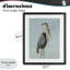 Coastal Pelican-2096644152-2096644159