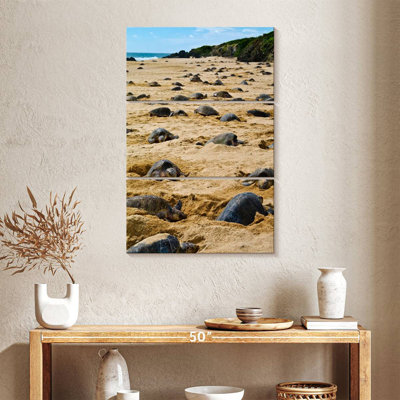 Brampt Nesting Turtles