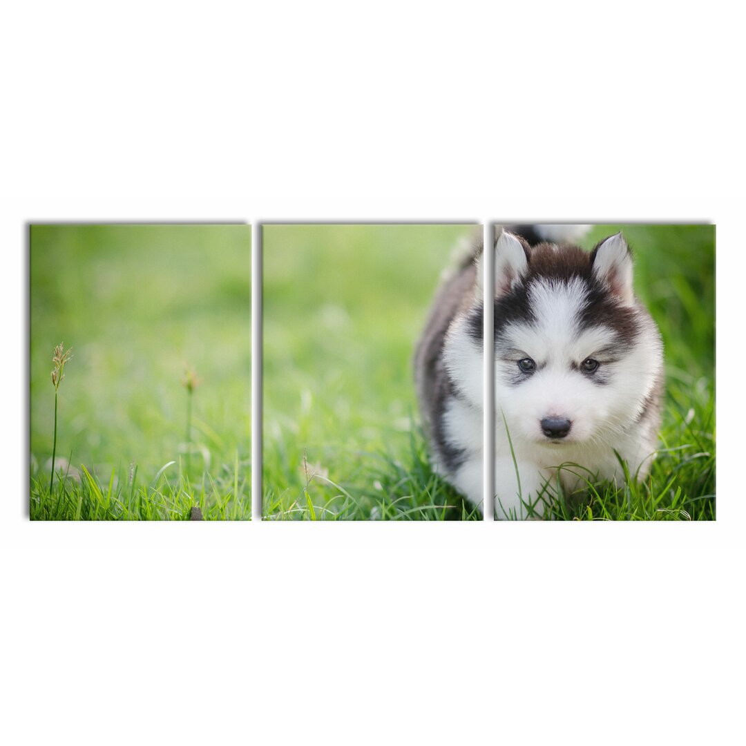 3-tlg. Leinwandbilder-Set Adorable Husky Puppy