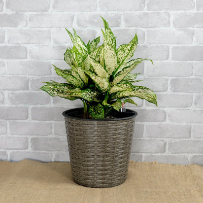 10.2" Self-Watering Wicker Decor Planter For Indoor And Outdoor - Round