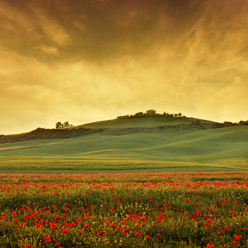 Poppy field in Tuscany at dusk, 122cm H x 122cm W